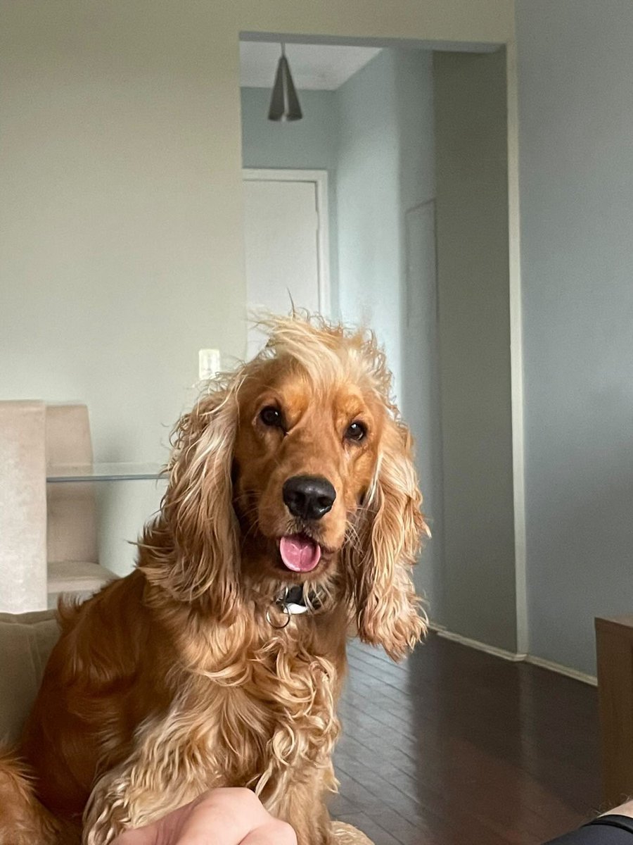 Diskisaa's tweet photo. A direita meu cachorro anti suicídio que ganhei no começo da faculdade e ao lado o cachorro ansiolítico do meu cachorro anti suicídio https://t.co/AeaRdTPB25