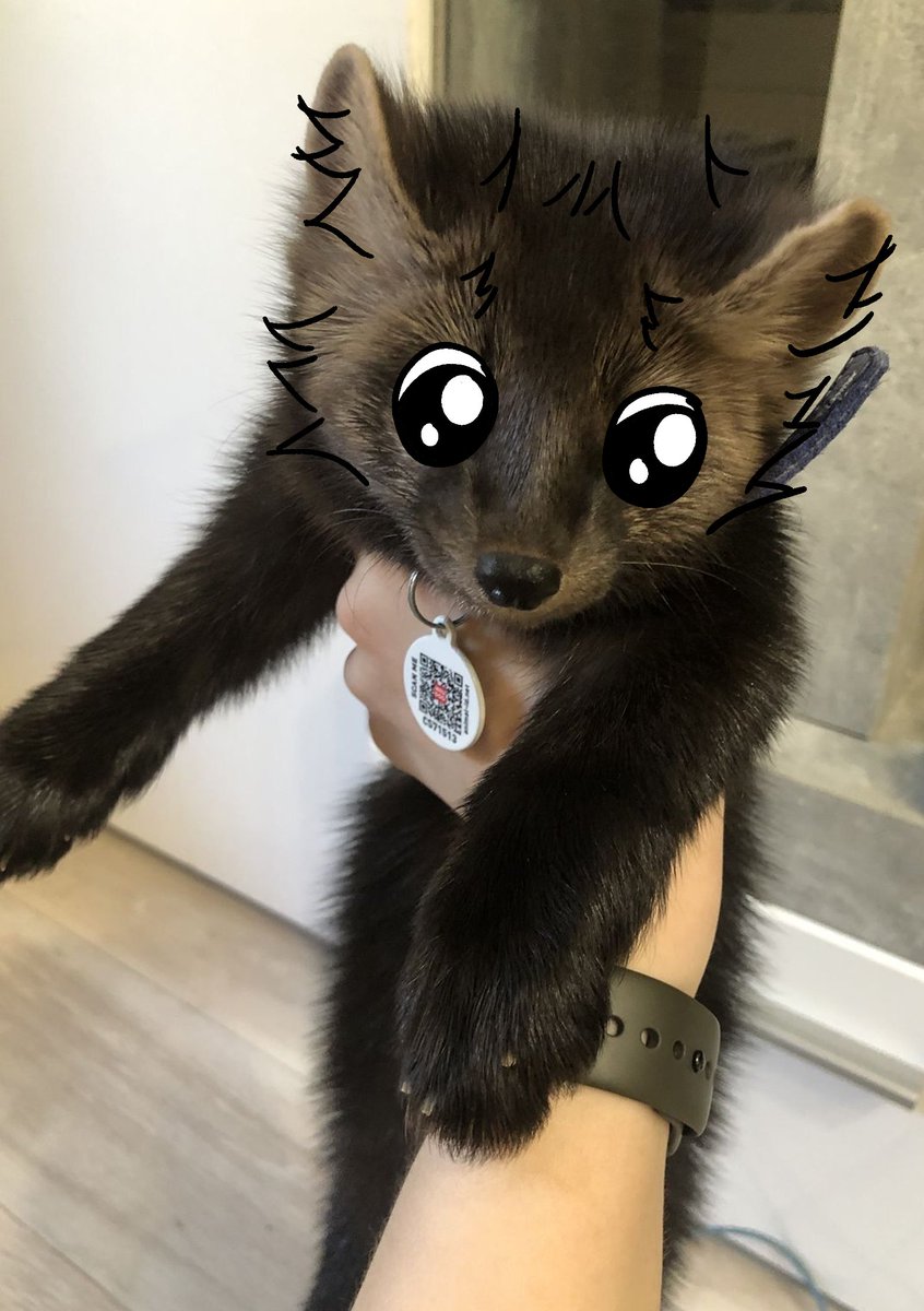 thecatidk's tweet photo. Why is bro holding him like that #marten #animals #art https://t.co/IKMvPwKxUM
