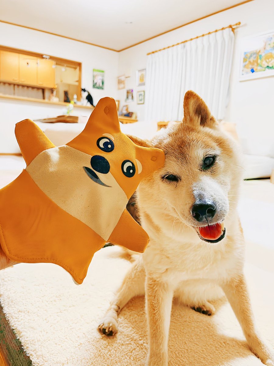 ShibuCoinSolana's tweet photo. @kabosumama @Fantoumi Thank you so much Kabosumama and Fantoumi 🥰
Shibu puppets bring many smiles on people’s faces 🐶
Thank you Kabosu and all the Shiba Inu to make us so happy !
$Shibu https://t.co/GdcjRScIV2