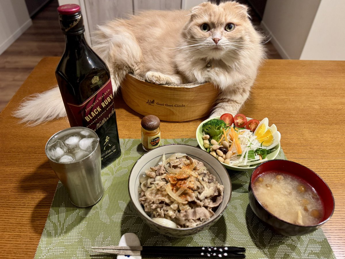 ndTu67XYaawnA2U's tweet photo. 牛丼と猫達
Beef Bowl & Cats
#スコティッシュフォールド #牛丼
#scottishfold #beefbowl #johnniewalkerblackruby https://t.co/5lQ1KWDCJc