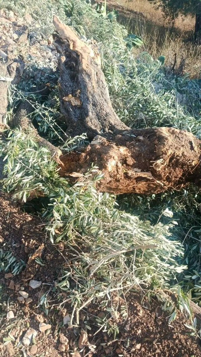 drghadasasa's tweet photo. This morning, Israeli occupation forces invaded our village of Madama in the Israeli-occupied West Bank, uprooting fig, olive, &amp; almond trees and cacti, searching and damaging homes, and detaining over 50 Palestinian boys and men. Abolish Zionism. Boycott Caterpillar. https://t.co/BxIP30dSNo