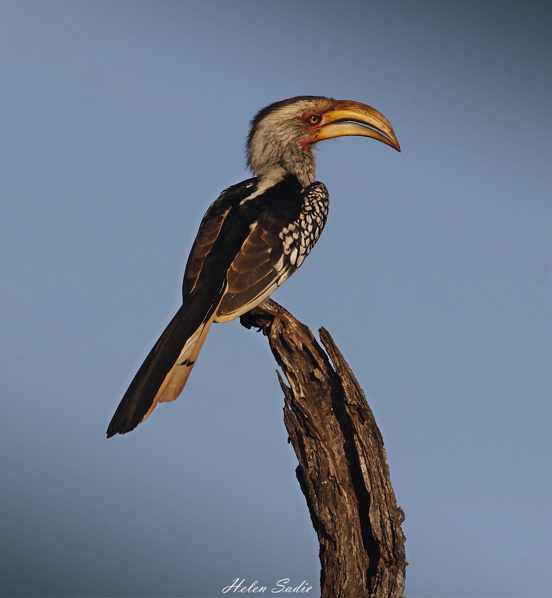 emolweni1's tweet photo. @aHeartSoFull #largebirds #birdphotography #nature
#naturechallenge
1. Hornbill https://t.co/YcR5JOKU3K