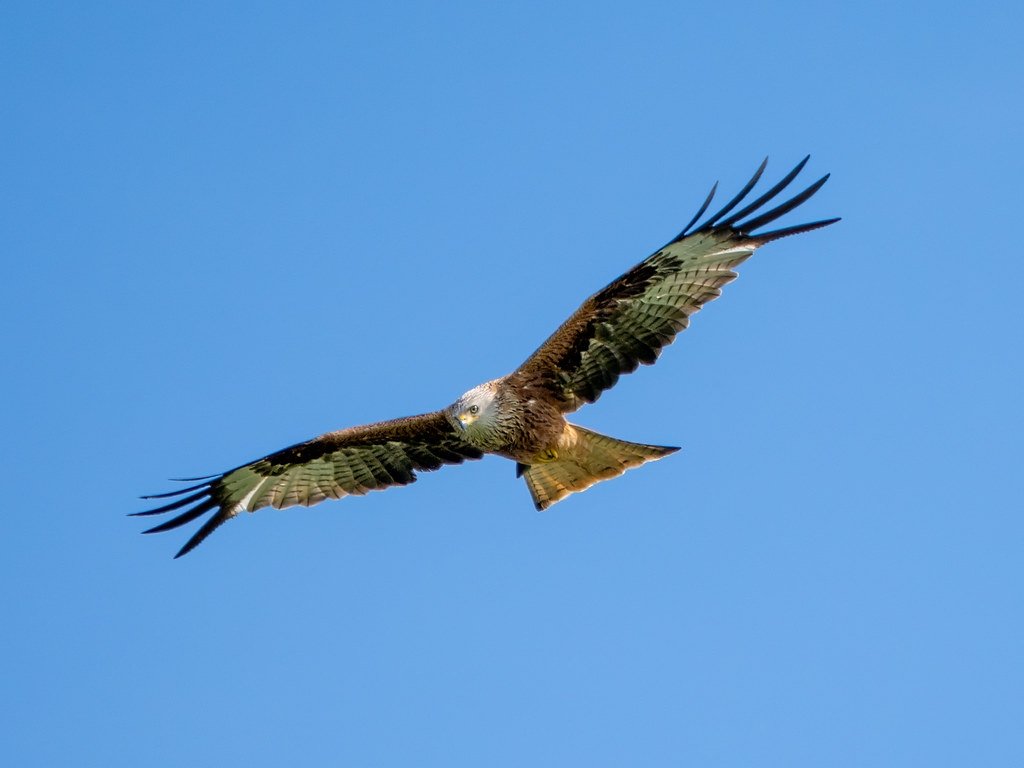 Photo_Rutland's tweet photo. Red Kite in a nice blue sky over Burghley House at the weekend #redkite #wildlifephotography #stamford https://t.co/5nIalFxZ5U