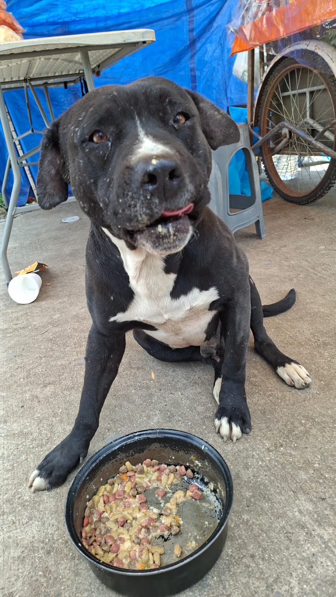 HELA_MORE's tweet photo. Compartimos texto:

Hola señorita buenas tardes mire estas son las fotos de los perritos que le comente no se si me pueda ayudar con ellos la verdad están sufriendo mucho sobre todo los 2 negritos y la blanquita con manchas ellos están en la vil calle y se los va a llevar la perrera😟🥺

Si alguien puede ayudar recibiendo aunque sea a uno nosotros lo trasladamos,están en Zumpango.