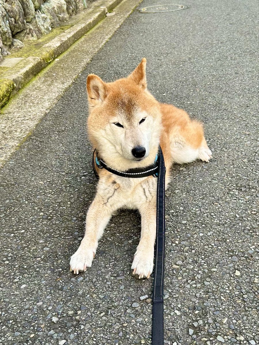 shibagin2012's tweet photo. 帰る方向だと気づいたらしい…
#拒否柴　#柴犬を崇めよ https://t.co/FLgCMJatkm