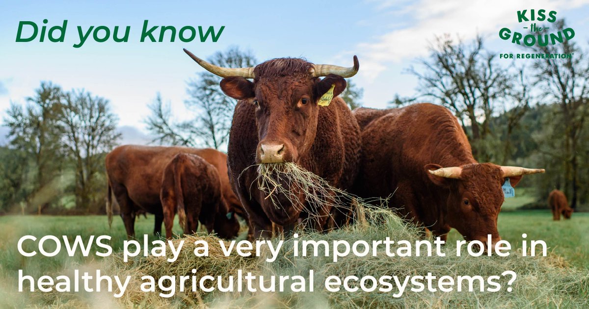 kissthegroundCA's tweet photo. The way food is produced matters.

Make more informed choices with our Regenerative Purchasing Guides:
https://t.co/h3eJDcsWGs

#kisstheground #regeneration #soilhealth https://t.co/UE9eLnKxaN