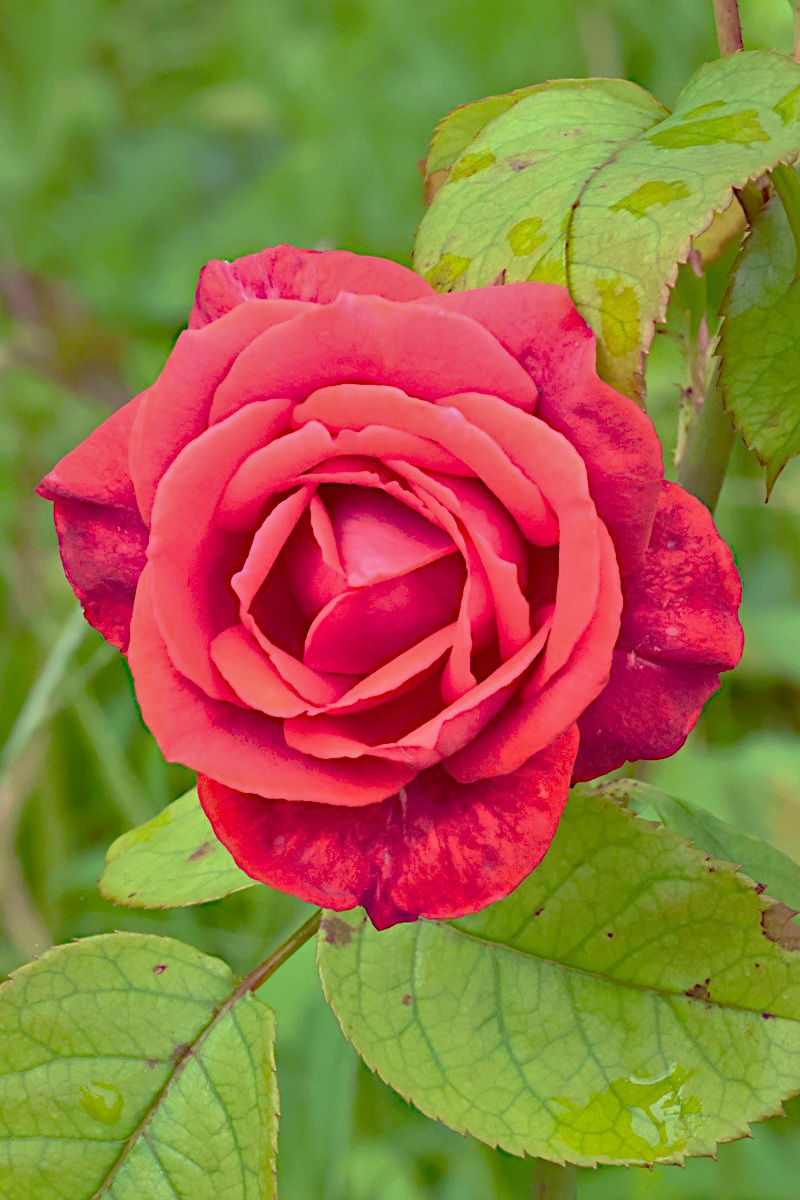 薔薇生花 アッキー 土曜日に大船フラワーセンターで見掛けた薔薇、テラコッタです。仏