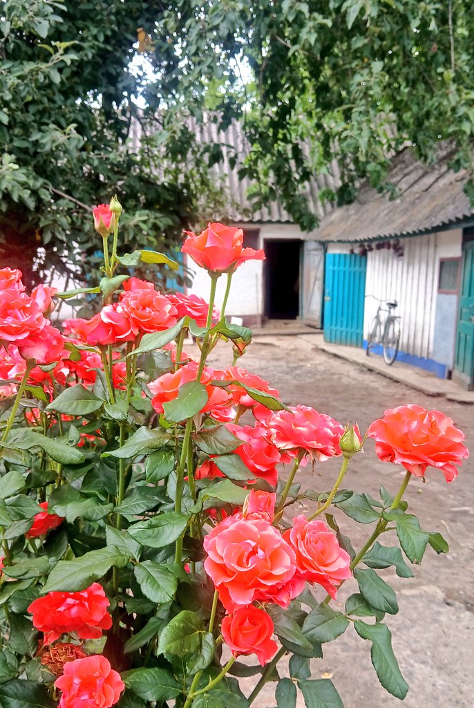 chovnovyi's tweet photo. Один зз тих кущів, які майже повністю вимерзли цієї зими. На диво, всі троянди "відійшли", відросли й потроху починають цвісти https://t.co/3eyxSjWRTw