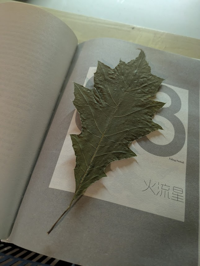 Volgin112093's tweet photo. a green oak leaf in a Chinese physics book https://t.co/OduuRW0Wd9