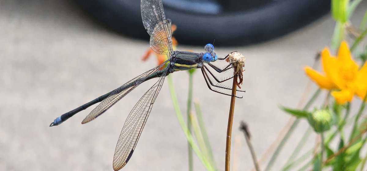 Mike_Nepo's tweet photo. This Great Spreadwing Damselfly visited my flower garden yesterday. Love the colors. https://t.co/0DPqOfvqhi