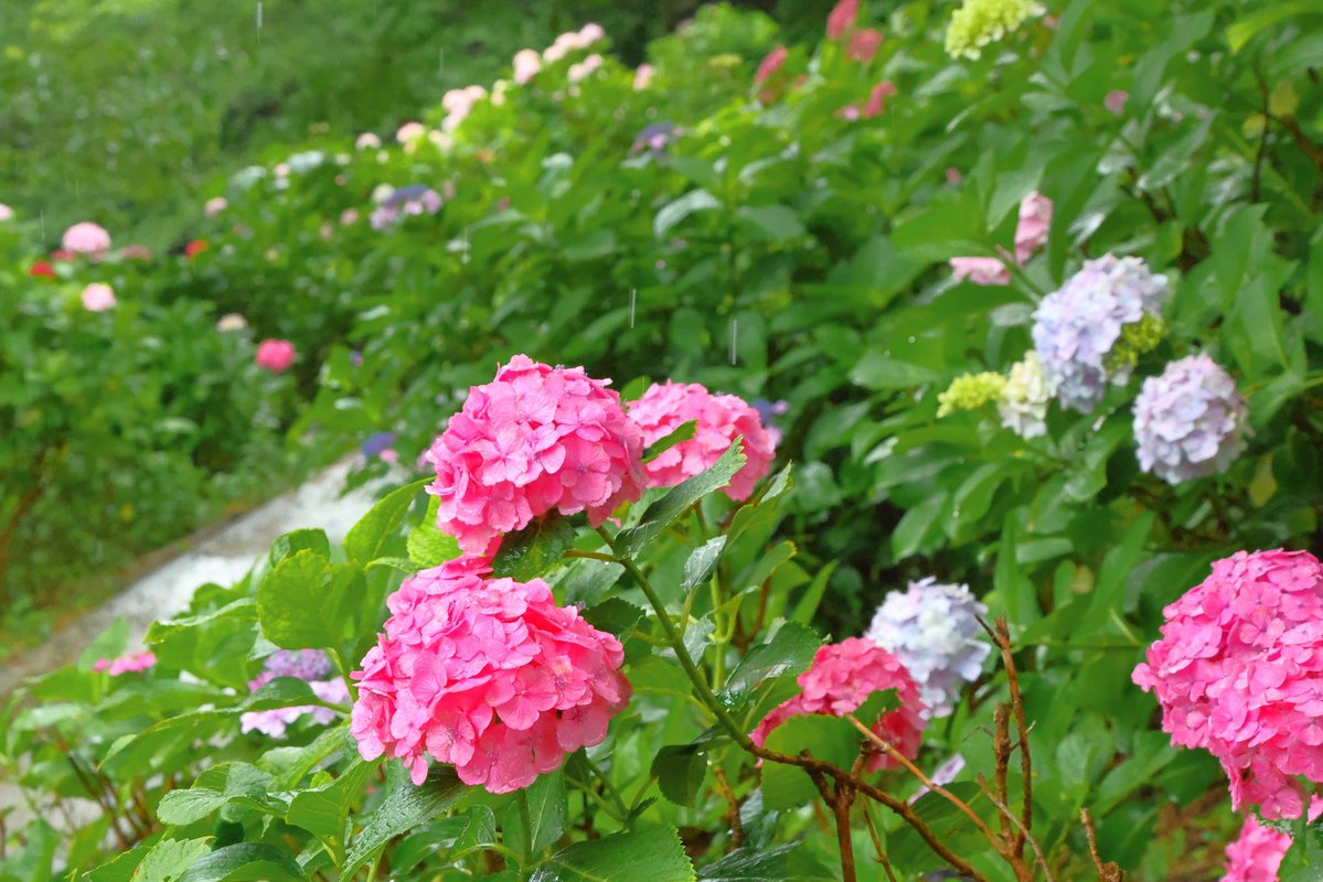 5828W's tweet photo. おはようございます

金山あじさい園
大雨の中、誰もいない金山あじさい園

#金山あじさい園 https://t.co/GyTO26R4Kh