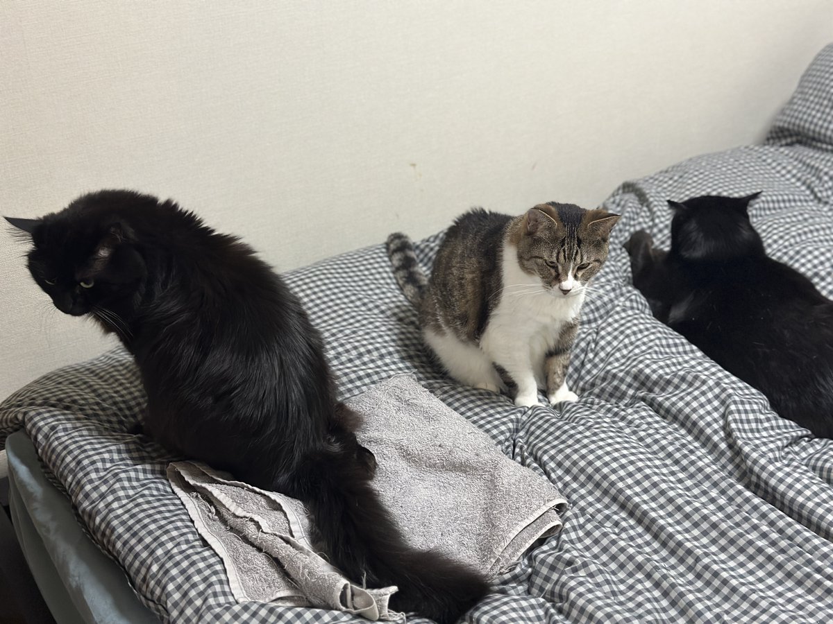 ideaegg_kobe's tweet photo. #猫のいる暮らし #猫がいる幸せ 

朝起きてベットメーキングしたら、すぐにこれ。
一緒に寝ないくせにベット大好き。 https://t.co/KRGxuGyTzu