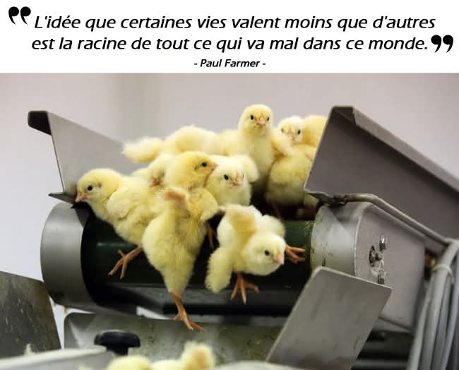 ParkerAdeline2's tweet photo. N'oublions pas ces milliers de chiens et chats massacrés au Maroc malgré les réactions de nombreuses associations. Rien n'arrête ces psychopathes.
 Honte à eux 😡 https://t.co/ANENFhlz2Z