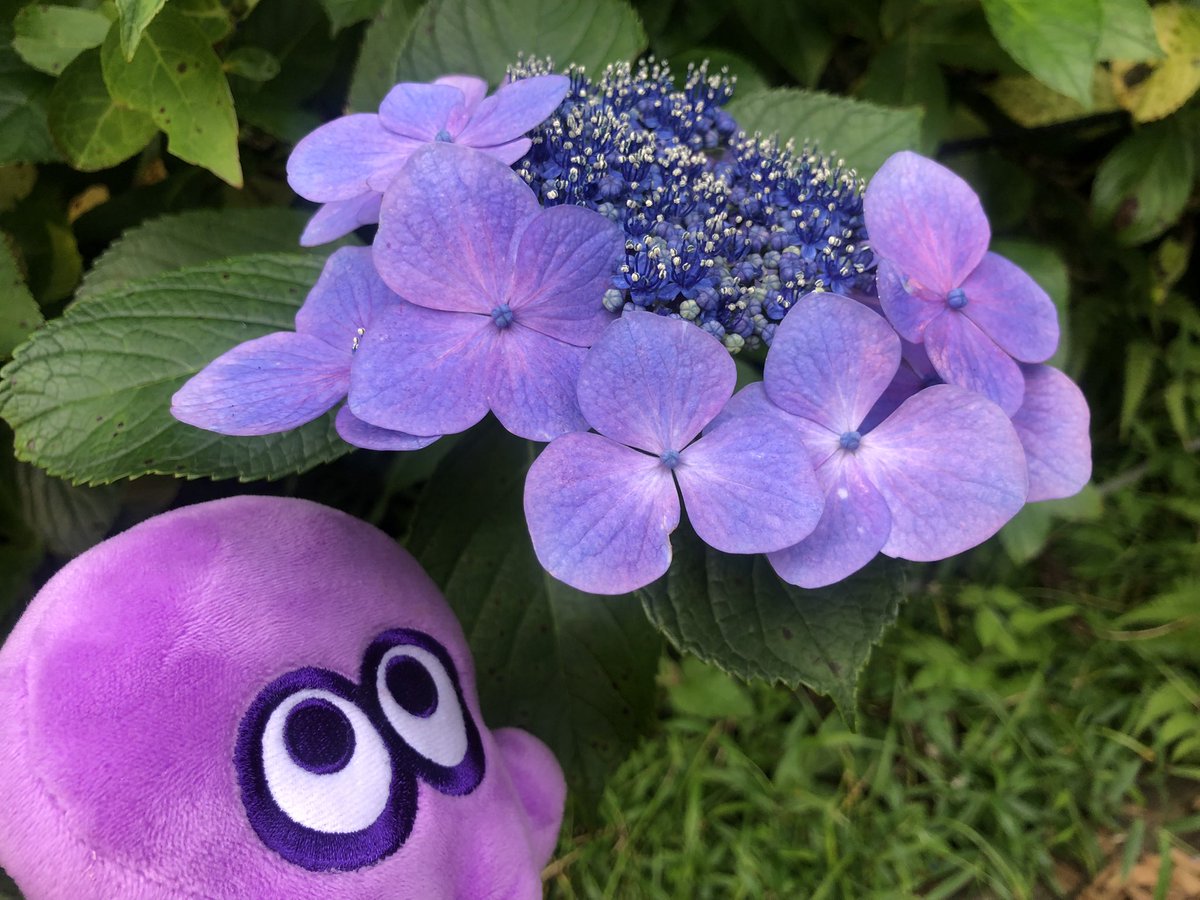 おはようございます☁️ そういえば先週末、紫陽花祭りに行ってきまし