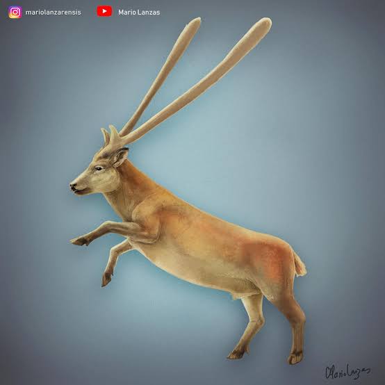 YutyTyrant's tweet photo. 🦖 Daily Paleo 🦖; Candiacervus spp. 

From Late Miocene to Late Pleistocene Crete, the Crete deer was a genus of deer with multiple species as a result of adaptive radiation in an insular envoirment lacking other herbivores. One species, C. ropalophorus, had club shaped antlers https://t.co/FadzI8NN4f