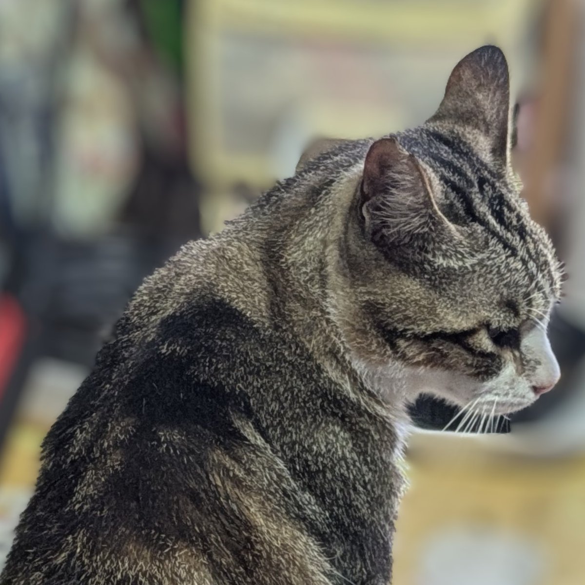 f_doghouse's tweet photo. 今朝の猫さん https://t.co/6LLara6uoP