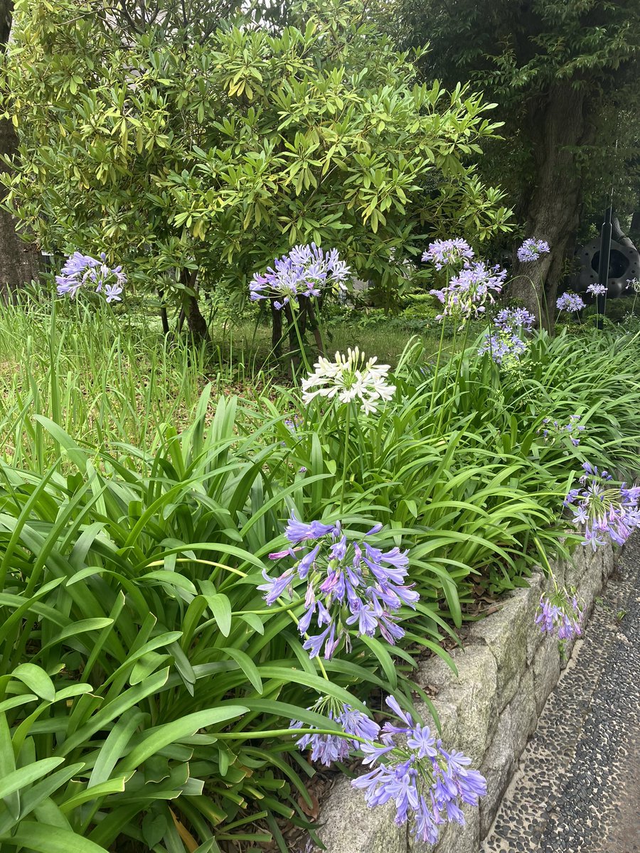 daichan_ay's tweet photo. 7月8日（水曜日）晴れ
おはようございます。
昨日サークルの仲間たちとカラオケを楽しんできました。
結構一人カラオケをする人がいたのでびっくり‼️でした。 https://t.co/aZFJ6cJNpO