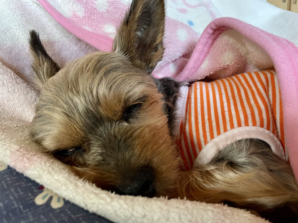 nagataniya0904's tweet photo. おはようございます😄いつもの朝散歩🐾🐾 お休み‼️ 寝苦しい夜中からの 少し涼しくなった身延の朝です。小夏もまだ眠いのか (ง ˘ω˘ )ว  ｵﾈﾑﾉｼﾞｯｶﾝ~♪🐑💤  身延の予報は☁️
今日も元気に頑張りましょうね♪
#身延町 #身延山 #犬のいる暮らし 
#永谷屋 https://t.co/LVHgBIP0vY