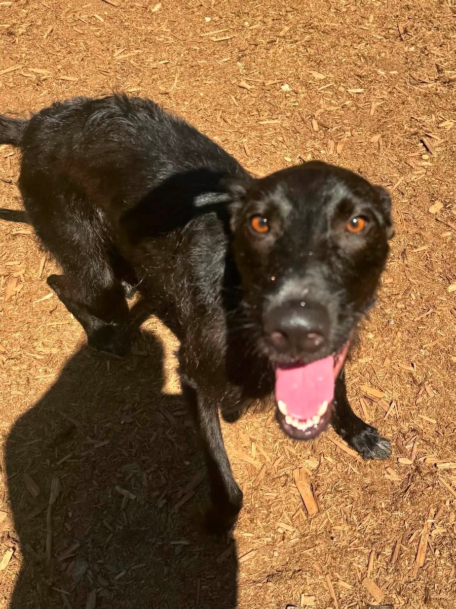 GPIGreyhounds's tweet photo. GPI Tuesday Available Dog Report ~
Brightwater walk with JONATHAN, JIMMY, IGOR, TINA and BEN. Alumni Tippa and Blake joined. Headed north along the shady trail. After the walk, we brought out new arrivals JASPER, BUNTY, CAESAR and ARCHIE to the kennel park for a walkabout.   /1 https://t.co/IRfPfuvjF3