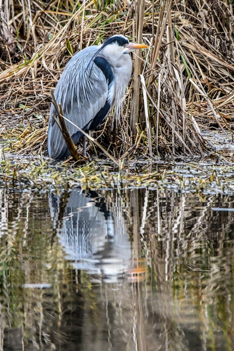 AdrianEllison17's tweet photo. #PhotoChallenge #LargeBirds #BirdPhotography
Mute Swan
Osprey
Brown Pelican
Grey Heron https://t.co/q15zo5d2yn