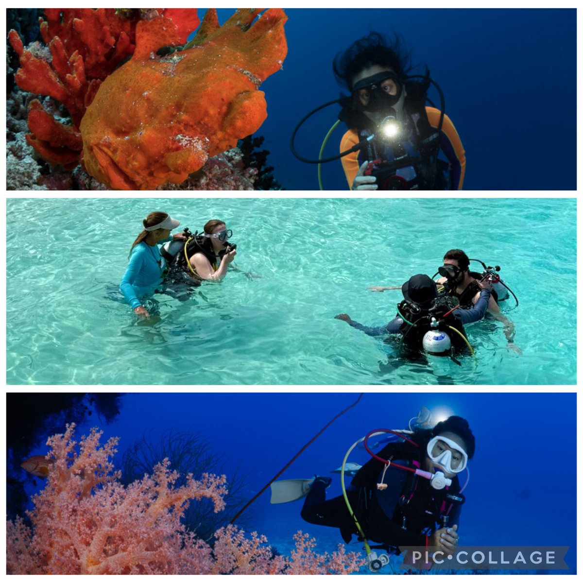 OceanDimensions's tweet photo. Underwater photo collection.
#maldives #scuba #diving #scubadiving #marinelife https://t.co/YF5mHO7PC0