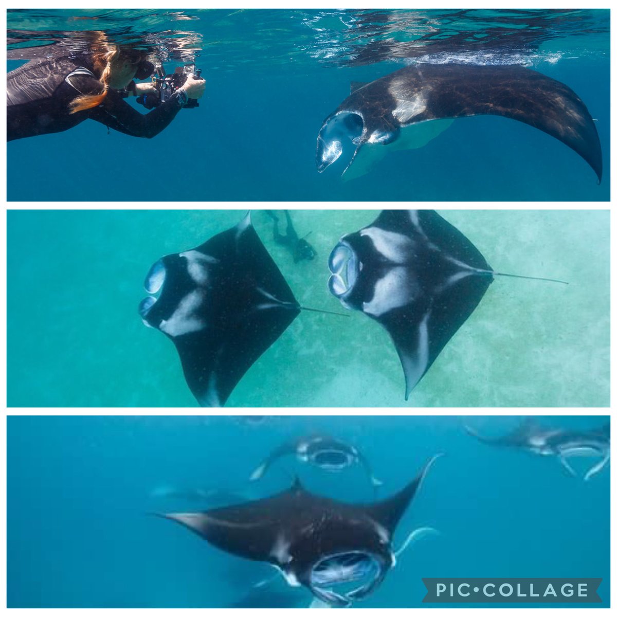OceanDimensions's tweet photo. Underwater photo collection.
#maldives #scuba #diving #scubadiving #marinelife https://t.co/YF5mHO7PC0