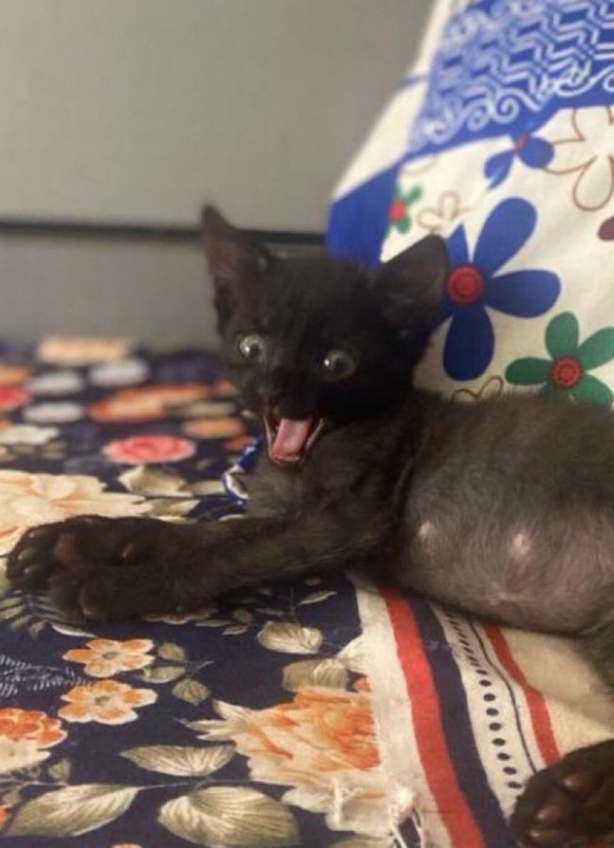 Steph0B's tweet photo. @Omolomo_o As the super dad &amp; mum of late coco, we have decided to donate 24M to the Lagos branch of PETA, continue to rest well baby .. we love you ❤️ https://t.co/66Pa5xS5BW