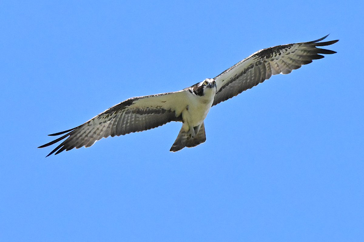 AdrianEllison17's tweet photo. #PhotoChallenge #LargeBirds #BirdPhotography
Mute Swan
Osprey
Brown Pelican
Grey Heron https://t.co/q15zo5d2yn