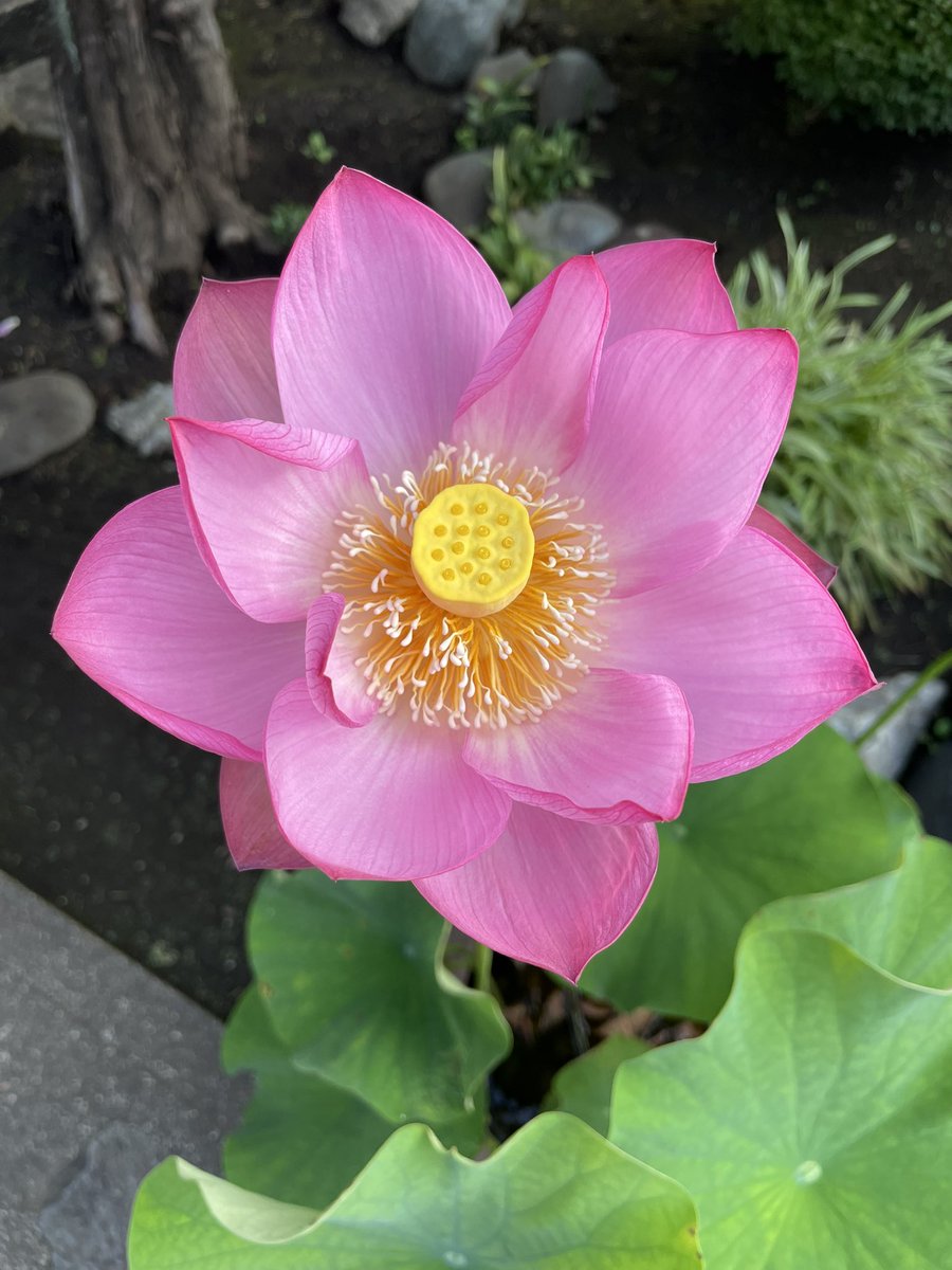 bsheepmc's tweet photo. 大賀蓮
本年初開花です
やはり大賀蓮は綺麗😍です https://t.co/RUTipgM3gj