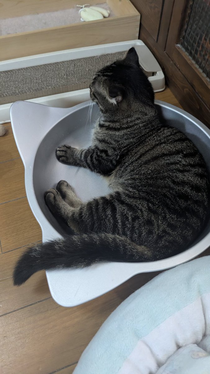 猫好き 皆さんおはよーにゃ🐱なんか今週長～～😭