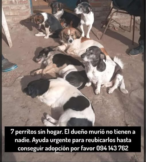 Mikamagic80's tweet photo. Murió el dueño y todos estos perritos quedaron sin hogar
Están en el Cerro 🙏🙏🙏 https://t.co/8EheFCUYuD