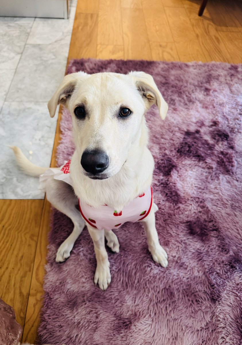 SeleneAvilaF's tweet photo. #Chuly estrena vestido de Rosita Fresita, le ha encantado 🤩 #AdoptaNoCompres #NoAlMaltrato 💕💯♥️🙂 https://t.co/6FfRyDY7ZM
