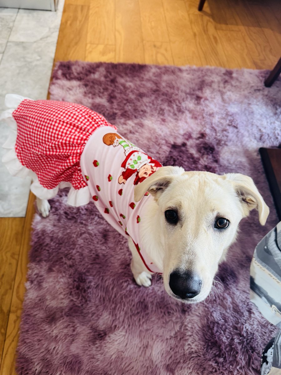 SeleneAvilaF's tweet photo. #Chuly estrena vestido de Rosita Fresita, le ha encantado 🤩 #AdoptaNoCompres #NoAlMaltrato 💕💯♥️🙂 https://t.co/6FfRyDY7ZM