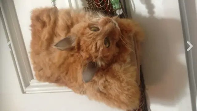 umb3824's tweet photo. @misogilandia Essas gateiras são satânicas mesmo. Aqui em casa é gato empalhado, não faz sujeira e ainda dá pra fazer carinho nele ! https://t.co/g8KalUZSTL