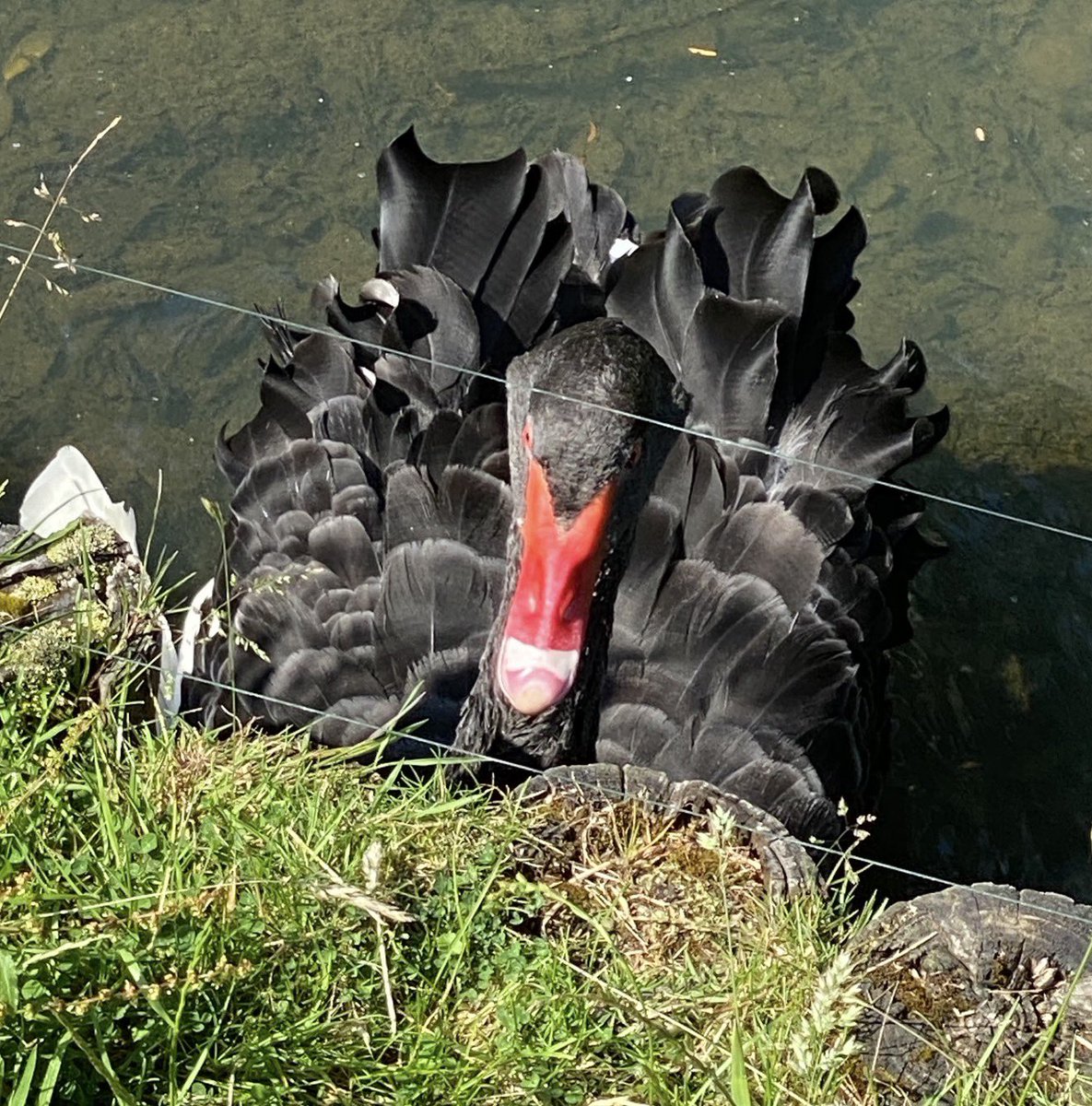 charbhardy's tweet photo. @aHeartSoFull A black swan. #largebirds https://t.co/DYIycFF0go