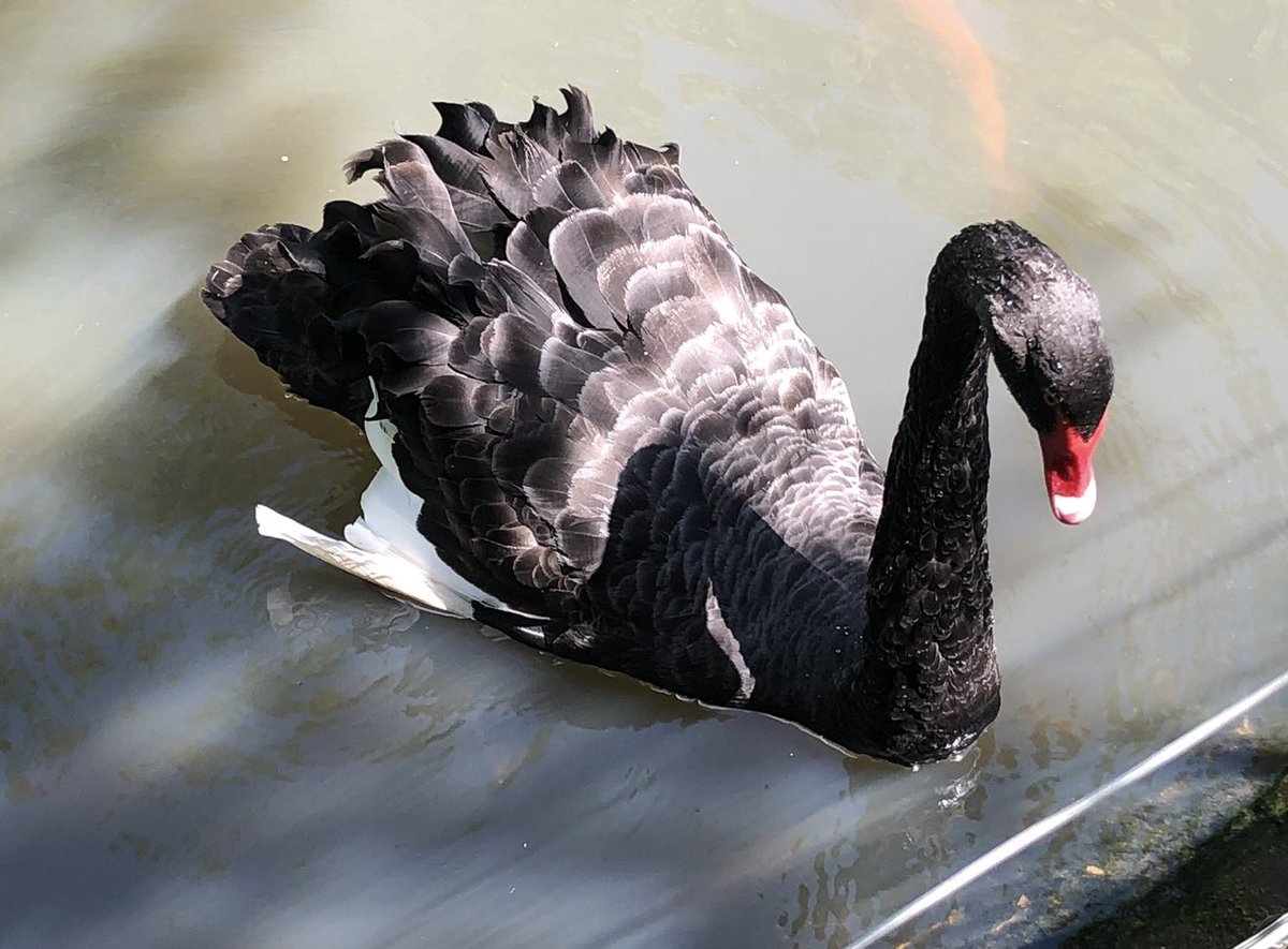 charbhardy's tweet photo. @aHeartSoFull A black swan. #largebirds https://t.co/DYIycFF0go