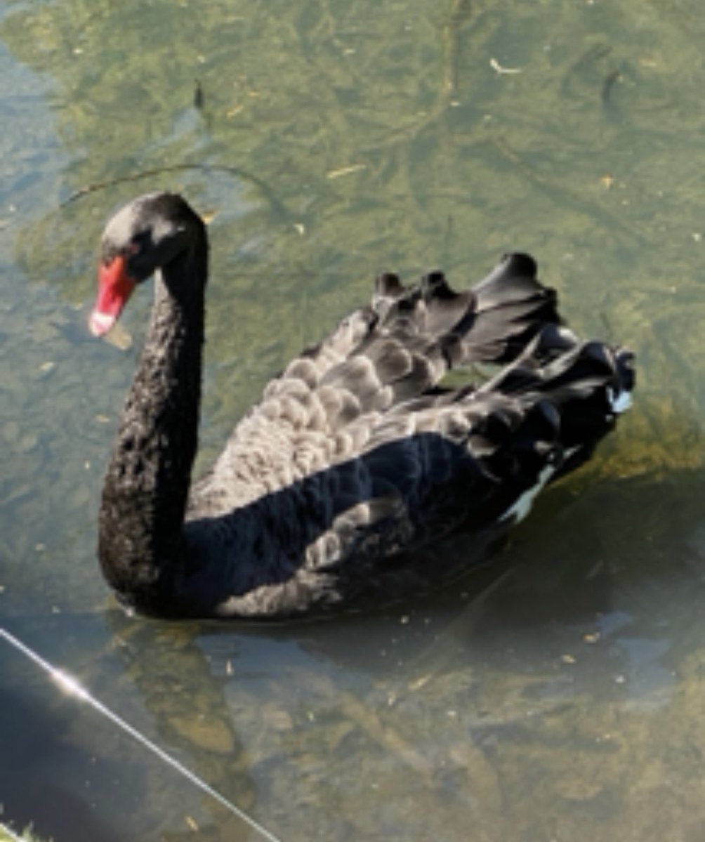 charbhardy's tweet photo. @aHeartSoFull A black swan. #largebirds https://t.co/DYIycFF0go