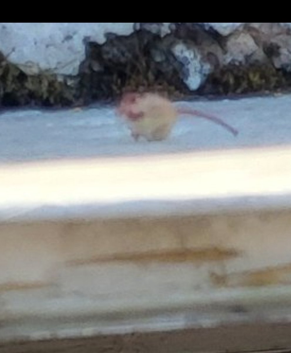 ThM0_'s tweet photo. @Cynolunae Tu feras gaffe, il y a un mini hamster sur ta boîte aux lettres https://t.co/uF3dB51iU8