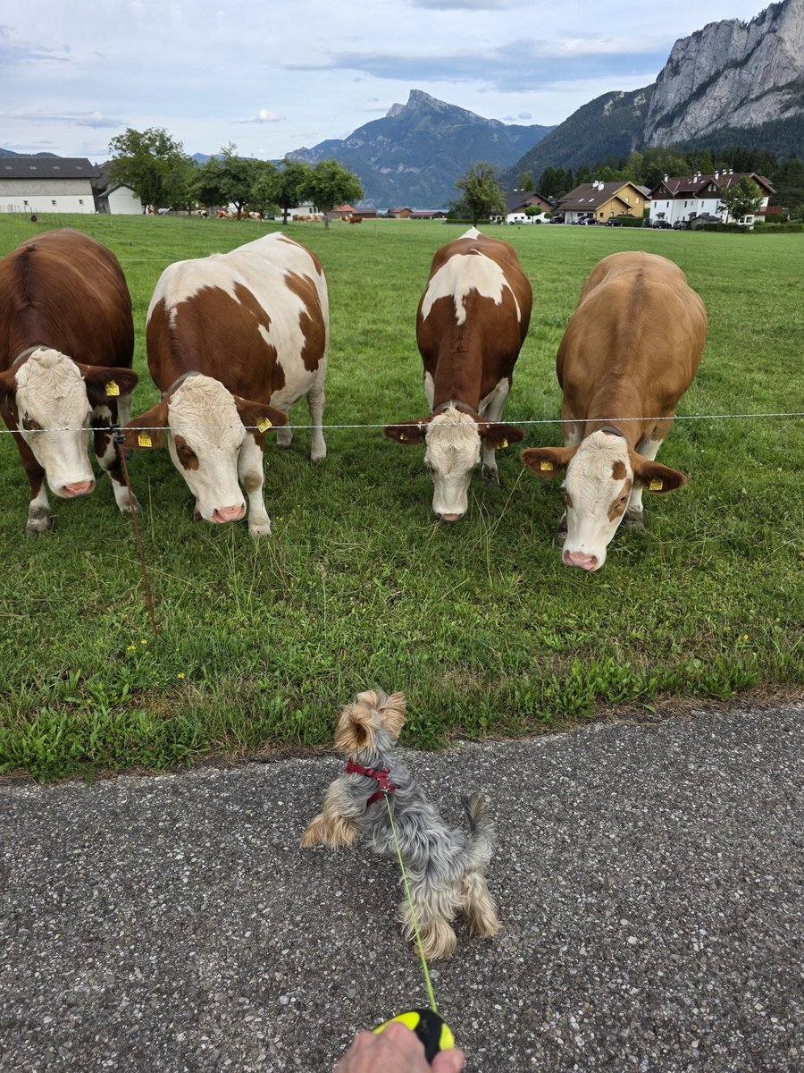 Puppy_Cute14's tweet photo. Porada!🐂🐂🐂🐕
A hádejte kdo ji vede...😂🤣
#escobar❤️
#mondsee 🇦🇹 https://t.co/ibNpR7Mrpq