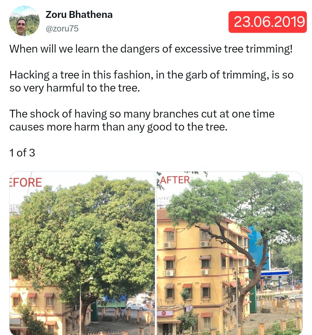 zoru75's tweet photo. Hello My BMC

Do you really want to know why trees fall in Mumbai?

1- Excessive Trimming
That weakens trees
Year after year

2- Bottom trimming
That makes tree taller &amp; top heavy
And ready to fall

3- Sucking away ground water for basement construction
Drying away the tree roots https://t.co/ScUnp1qQM9