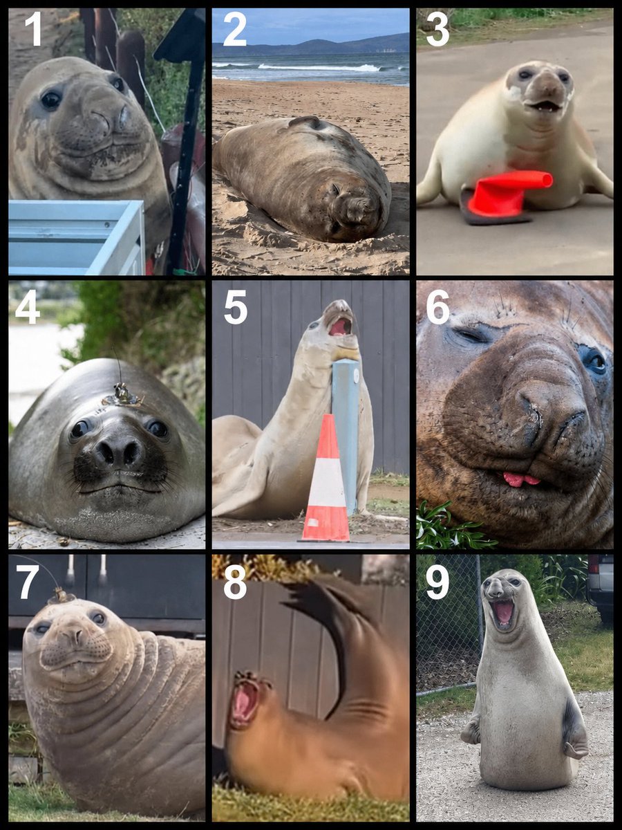neiltheseal__'s tweet photo. Which Neil the Seal are you feeling like today? 

I've been through the whole list just today!🦭 https://t.co/2nGggi8RbE