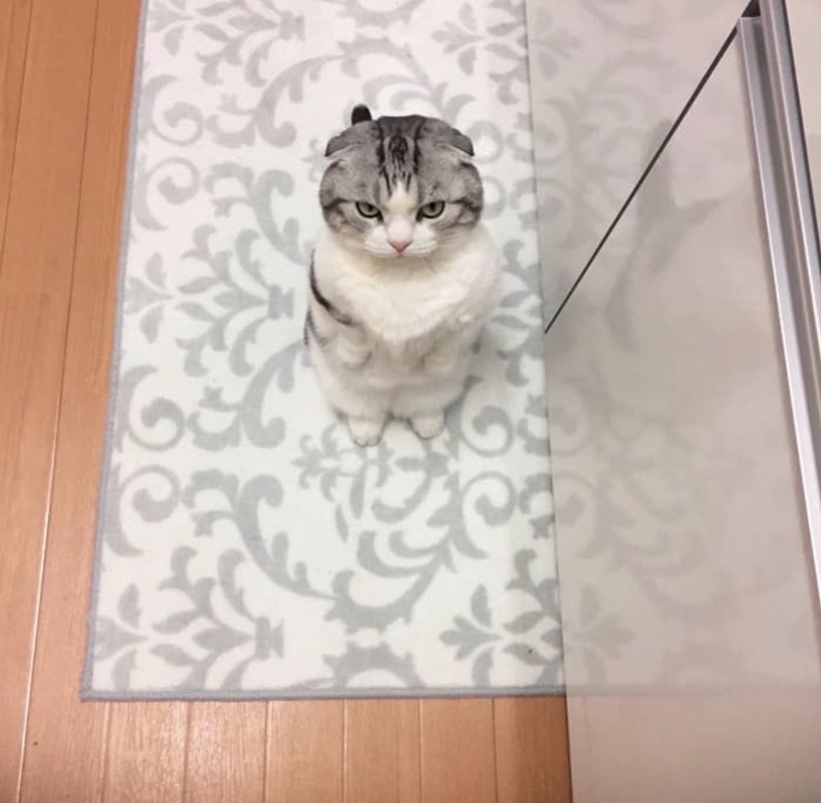 7wVy1's tweet photo. 抱っこしてくれなくて怒る猫 https://t.co/rp6mACyGsm