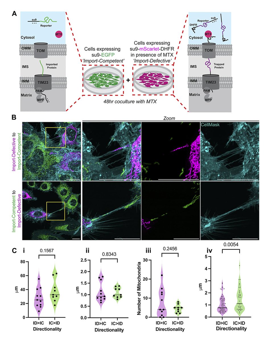 Journal of Cell Biology tweet media
