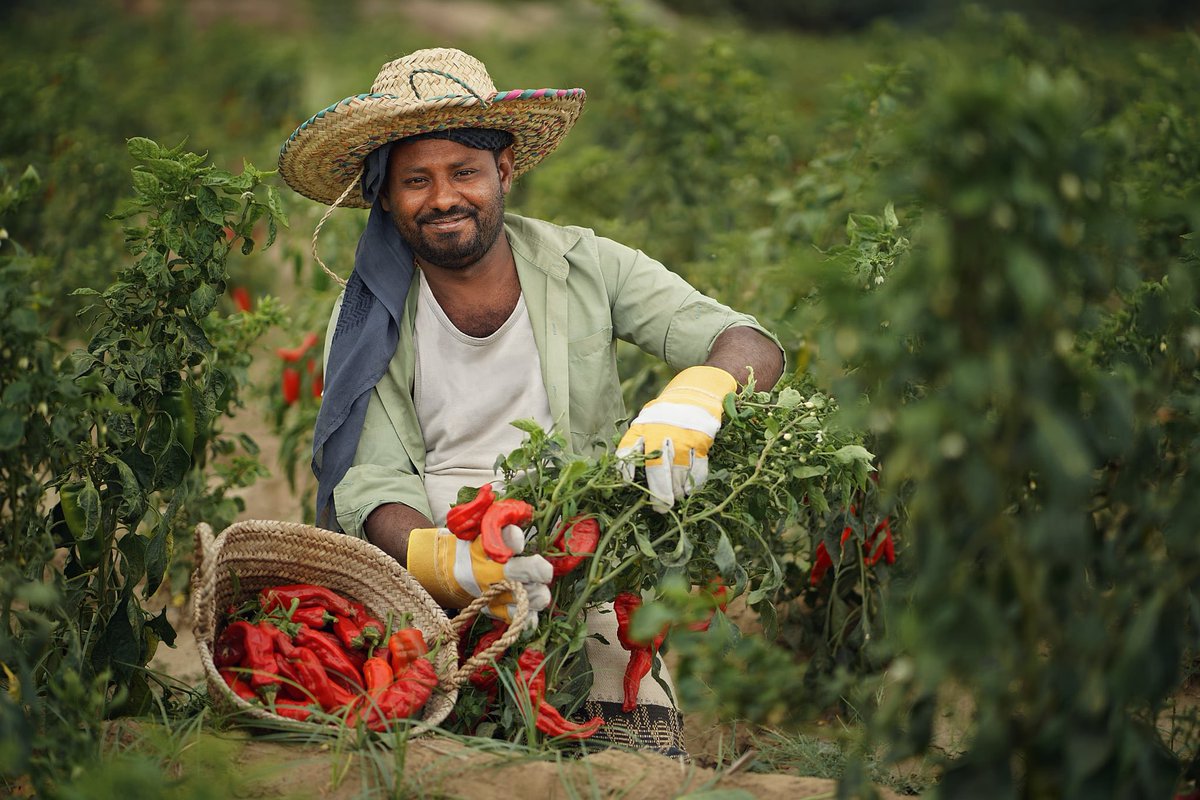 UNDPYemen's tweet photo. Supported by @WBG_IDA, the ‘Green Cycle’ builds #FoodSecurity and economic resilience by linking nurseries, organic fertilisers, processing hubs, and local markets.

More: https://t.co/0e8M7ryOnF

Stay tuned for our upcoming videos on how small local businesses drive this system. https://t.co/MDQm1Uh4qo