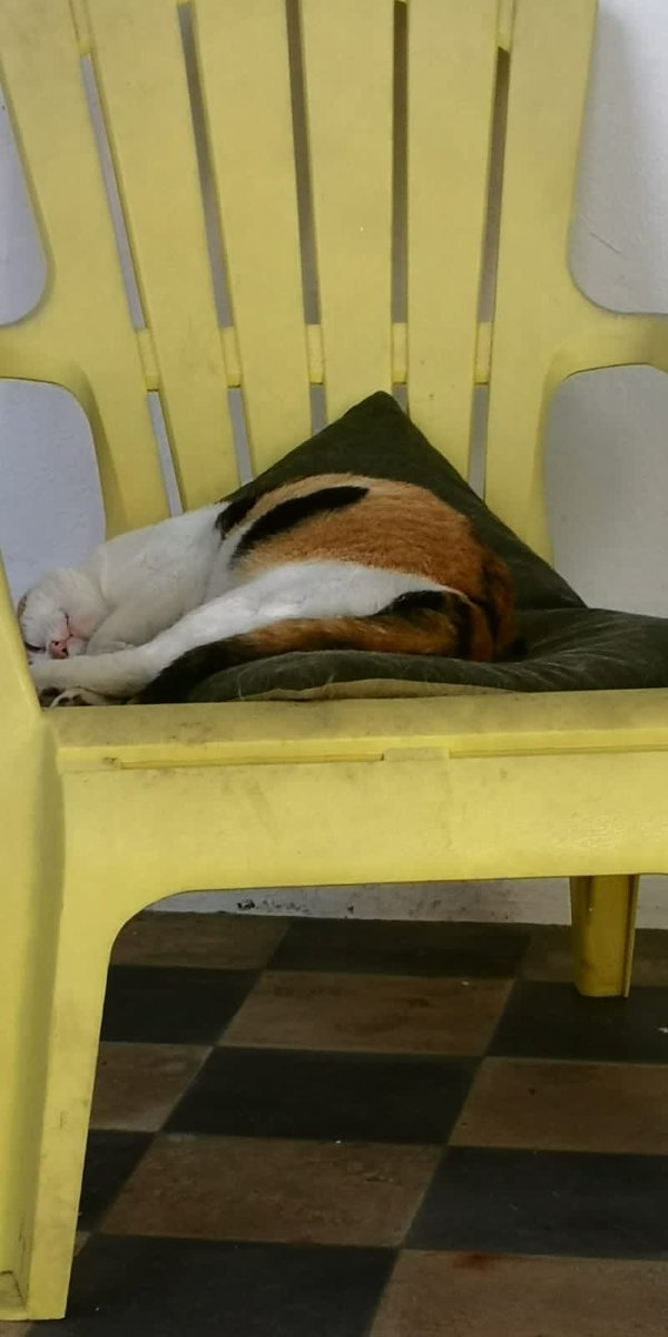 adanonbrass's tweet photo. El descanso es el cimiento invisible del desarrollo personal, ya que funciona como el espacio donde el cuerpo se repara y la mente procesa, consolida y organiza los aprendizajes del día.

Gato puertoriqueño nos pone el más claro ejemplo 😸 💛 
#staydreaming #educacionparavivir https://t.co/uOAnrBiURh