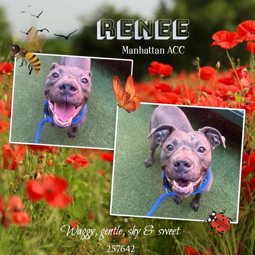 notthesameone2's tweet photo. 🚨 Last call for Renee. No one paid attn to her when she was listed, so now she is under kill command. Arrived just days ago & already listed b/c still nervous at ACC, but trying her best to cooperate. Wiggly, waggy, has been on walks, social w/ staff, off-leash neutral w/ dogs. Likes treats & attn.
