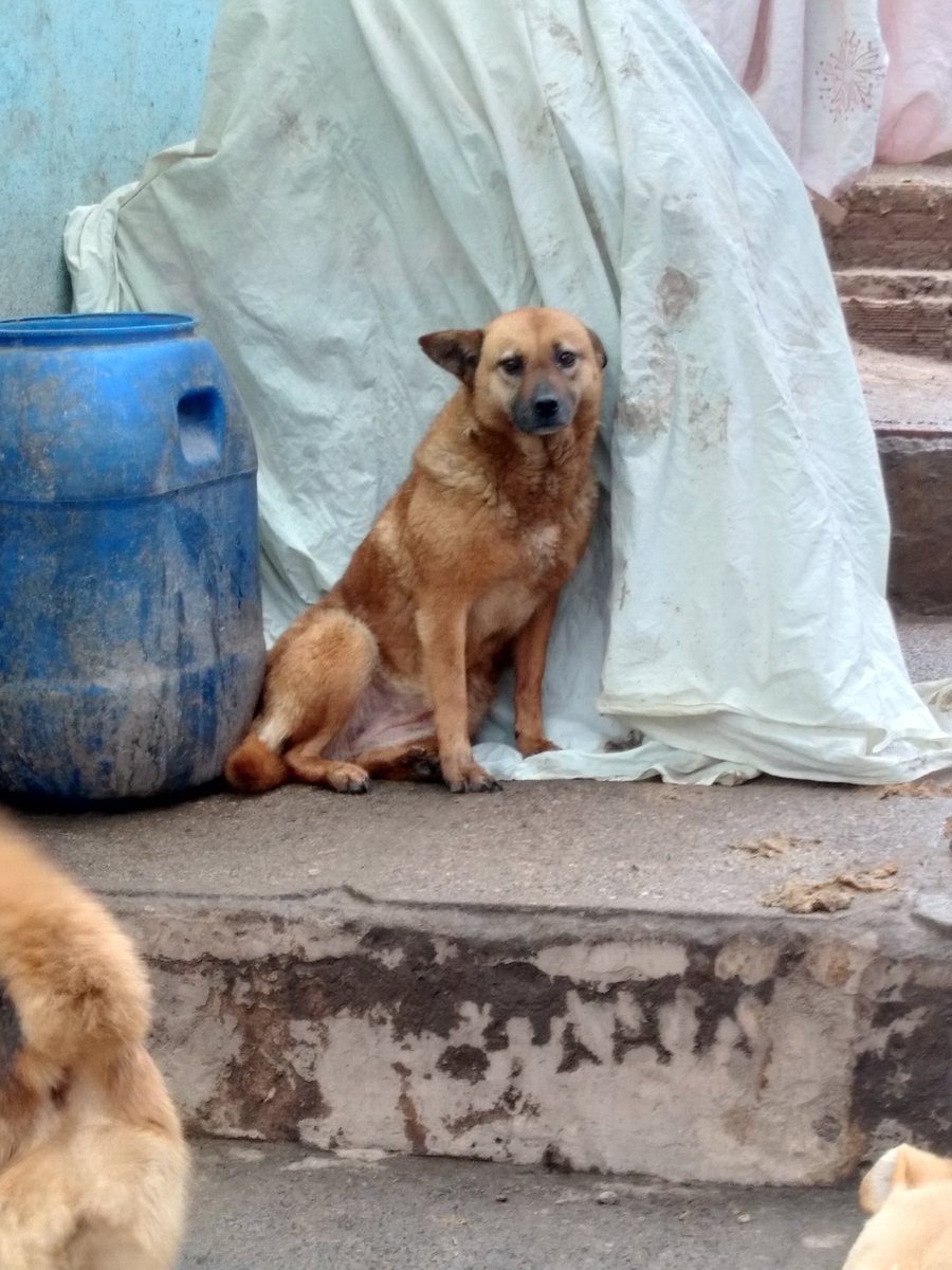 FundacionLucila's tweet photo. Adiós, Rumba. 🕊️🐾

Hoy despedimos a nuestra querida Rumba.

Hace 15 años llegó a la fundación siendo una perrita joven. A pesar de esperar durante tantos años, nunca encontró una familia propia, pero hizo de este refugio su hogar y de nosotros, su familia.

La llamamos Rumba porque cada vez que escuchaba su nombre comenzaba a bailar, regalándonos uno de esos recuerdos que nunca olvidaremos.

Gracias por enseñarnos el verdadero significado del amor incondicional, por tu nobleza, tu resiliencia y por acompañarnos durante todos estos años.

Nos duele tu partida, pero nos queda la tranquilidad de saber que conociste el amor y el cuidado hasta el último de tus días.

Te vamos a extrañar profundamente.

Te amamos infinitamente, Rumba. Corre libre, hermosa. 🌈🐾