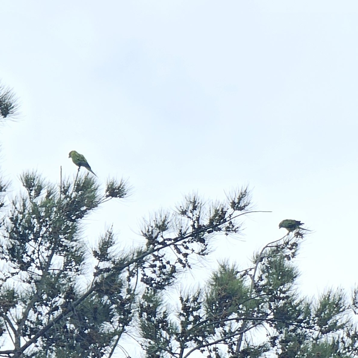 shearwaterss's tweet photo. Being able to add new parrot species to my life list in the US is always so exciting, I got to see both Nanday and  Yellow-Chevroned parakeets!! For a trip where I wasn't anticipating even one lifer 🥹 https://t.co/gQvyRWadqr