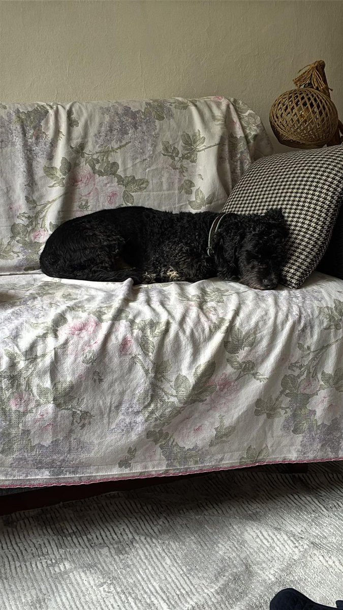 haydarozkan06's tweet photo. Ankara’da Yuva Aranıyor!

5 yaşında, Terrier cinsi bu güzel dostumuz ömürlük yuvasını arıyor.

Lütfen satın almayın, sahiplenin. 
Siz sahiplenemiyorsanız paylaşarak onun yeni ailesine kavuşmasına destek olun.

İletişim: 0 533 508 15 11 https://t.co/RJxFY9l1hm