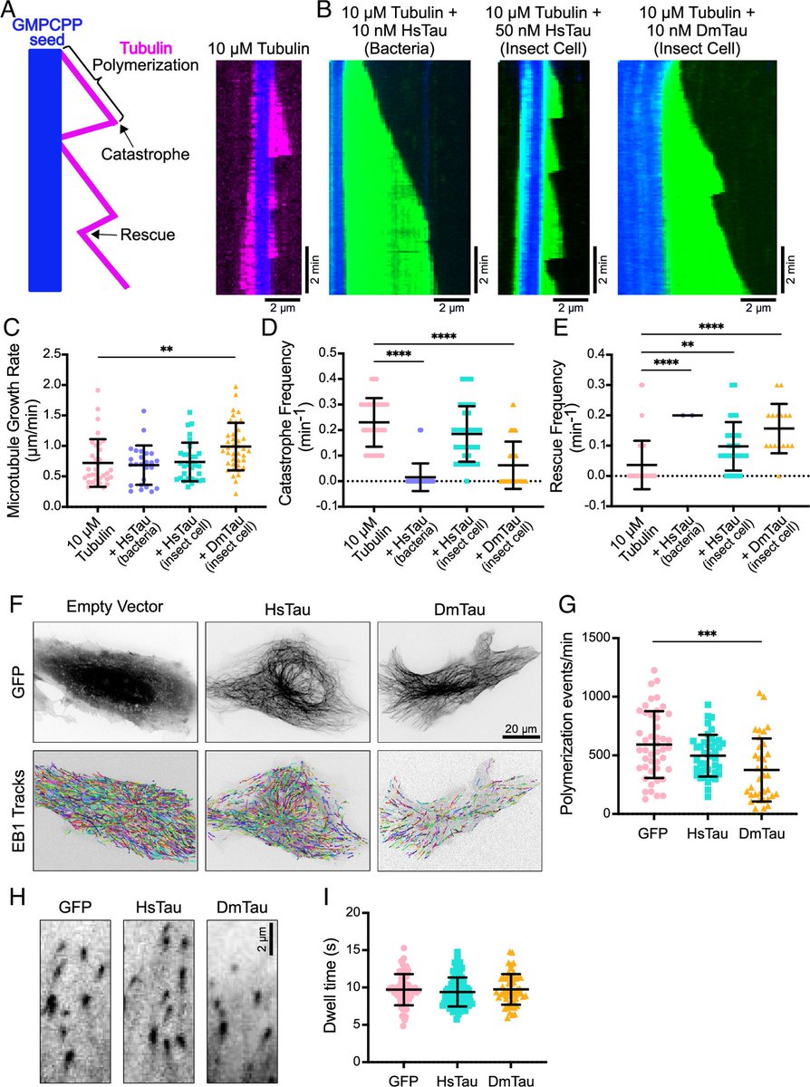 LukensJohnR's tweet photo. Injury-induced tau pathology promotes aggressive behavior in Drosophila without neurodegeneration | PNAS https://t.co/ep6KXNbdpk https://t.co/QeIhW8BEyG